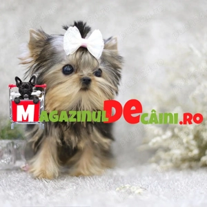 HRANA GRATUITA- Yorkshire Terrier Toy de vanzare cu Factura,Garantie,Microcip,Carnet,Livrare la Iasi - imagine 4