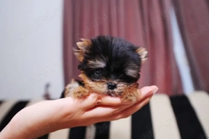 HRANA GRATUITA- Yorkshire Terrier Toy de vanzare cu Factura,Garantie,Microcip,Carnet,Livrare la Iasi - imagine 3