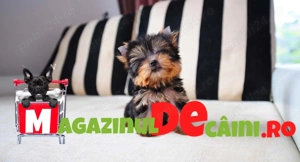Yorkshire Terrier Toy de vanzare cu Factura,Garantie,Microcip,Carnet,Vaccin,Livrare la Iasi