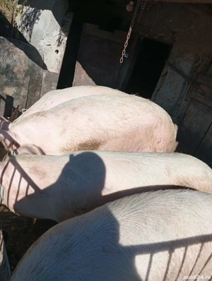 porci de vanzare - imagine 2