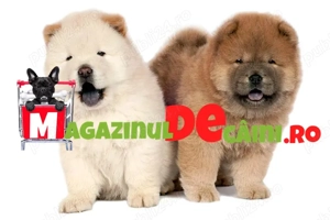 Catei vaccinati Chow Chow de vanzare cu Factura,Microcip,Carnet,Vaccinari,Garantie-Livrare la Iasi - imagine 3
