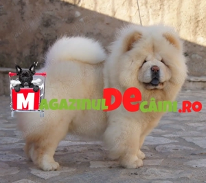 Catei vaccinati Chow Chow de vanzare cu Factura,Microcip,Carnet,Vaccinari,Garantie-Livrare la Iasi - imagine 2