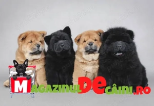 Catei vaccinati Chow Chow de vanzare cu Factura,Microcip,Carnet,Vaccinari,Garantie-Livrare la Iasi - imagine 4