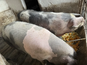 Vând porci urgent - imagine 2