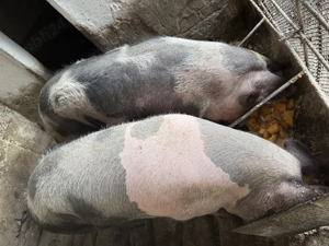 Vând porci urgent - imagine 4