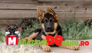 Ciobanesc German de Vanzare- Ideali pentru paza si companie-Factura,Microcip,Carnet,Garantie-Livrare - imagine 4