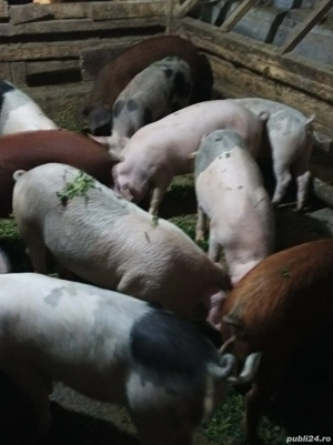 Șoldănei 40-45 KG - imagine 4