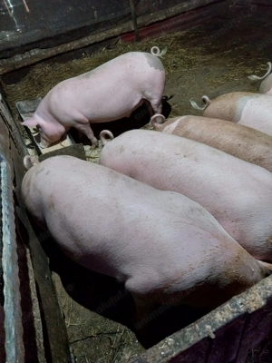 Porci bio ptr pofticiosi - imagine 2