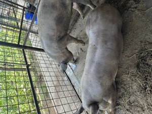 Vând porci de rasă  - imagine 2