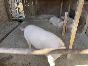 Vând porci (de tăiat)