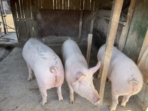 Vând porci (de tăiat) - imagine 2