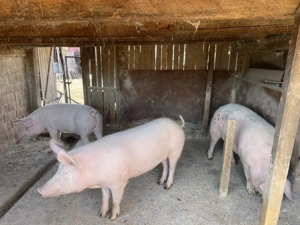 Vând porci (de tăiat) - imagine 3