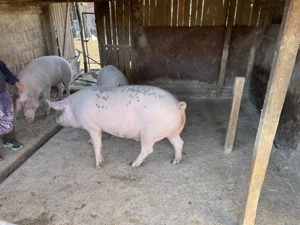 Vând porci (de tăiat) - imagine 4