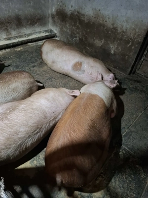 Porci de carne din gospodărie 200 Kg-260Kg - imagine 4