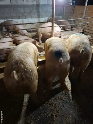 Porci de carne din gospodărie 200 Kg-260Kg