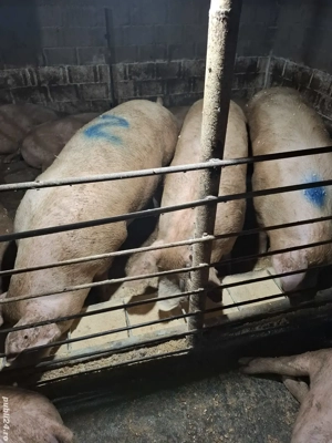 Porci de carne din gospodărie 200 Kg-260Kg - imagine 5