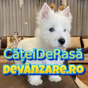 HRANA GRATUITA- Westie de Vanzare cu Factura,Garantie,Microcip,Vaccin-Livrare la Bucuresti - imagine 2
