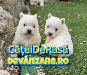 Pentru familia ta avem Westie de Vanzare cu Factura,Garantie,Microcip,Vaccin-Livrare la Bucuresti