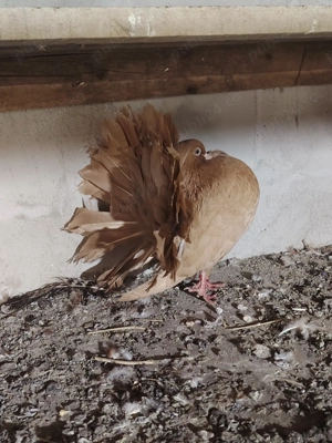 Vând porumbei voltati 