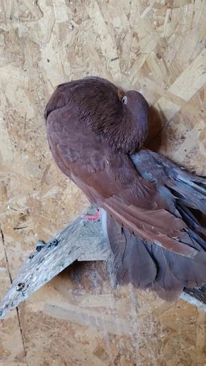 Vând porumbei voltati  - imagine 4