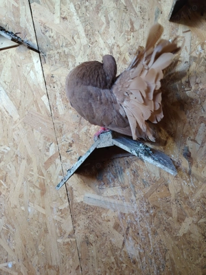 Vând porumbei voltati  - imagine 2