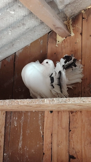 Vând porumbei voltati  - imagine 5