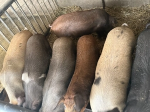 Purcei de vanzare - imagine 2