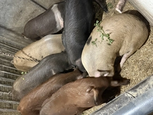 Purcei de vanzare - imagine 3