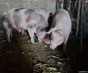 Disponibili spre vânzare 