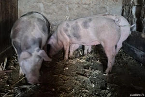 Disponibili spre vânzare  - imagine 2