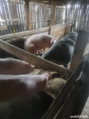 vand porci pietreni - imagine 3