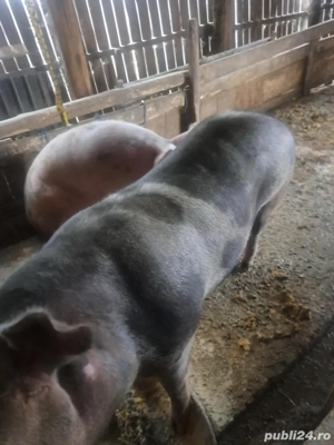 vand porci pietreni - imagine 5