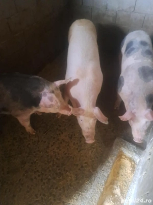 vand porci pietreni - imagine 2
