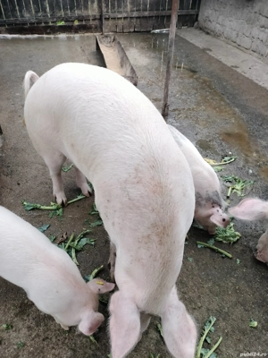 Porc de vânzare 