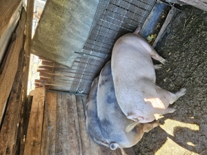 Porci de vanzare - imagine 2