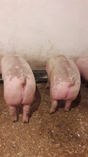 Crescator  - imagine 2