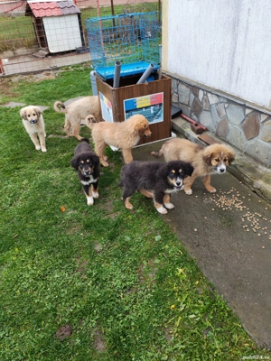 Câini ciobănesc pui  - imagine 2