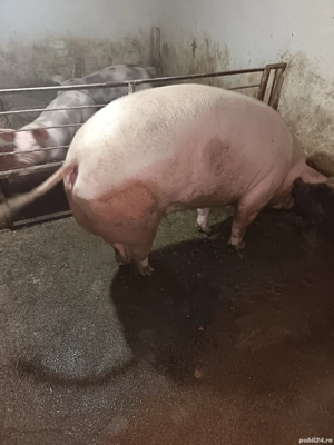 Porc Petrean Belgian 220-240 kg