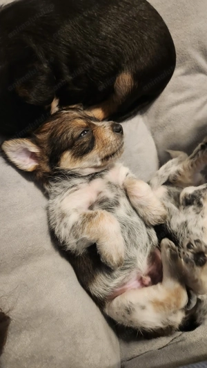 Donez pui cățel talie mica  - imagine 2