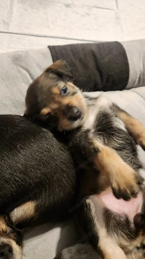 Donez pui cățel talie mica  - imagine 3