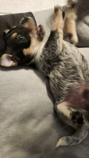 Donez pui cățel talie mica  - imagine 4