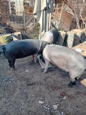 Porci bazna de vanzare