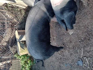 Porci bazna de vanzare - imagine 3