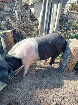 Porci bazna de vanzare - imagine 2