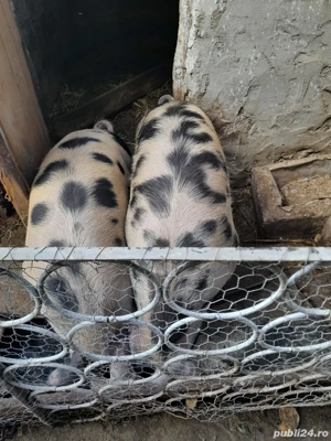 vand carne de porc  - imagine 3