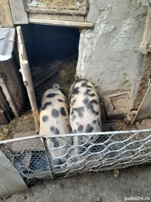 vand carne de porc  - imagine 2