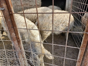 Mangalita pentru Crăciun 