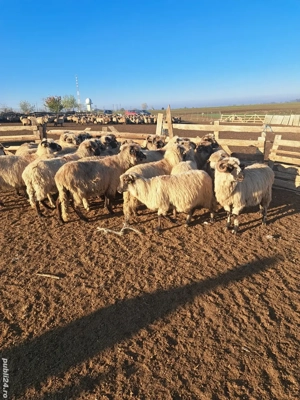 vand oi reforme  - imagine 2