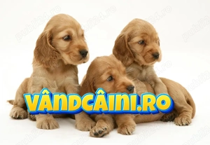 HRANA GRATUITA-Cocker Spaniel Englez de vanzare cu Factura,Microcip,Garantie-Livrare la Bucuresti - imagine 2