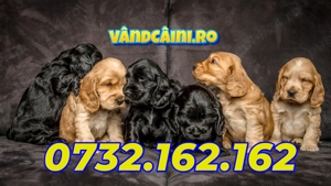 Avem pentru tine Cocker Spaniel Englez de vanzare cu Factura,Microcip,Garantie-Livrare la Bucuresti
